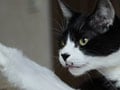今日のねこさん；2009/09/04
