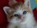 今日のねこさん；2009/09/07