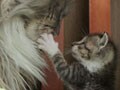 今日のねこさん；2009/09/09