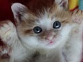 子猫の悩殺ポーズBEST5