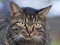 今日のねこさん；2009/09/11