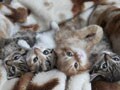 今日のねこさん；2009/09/14