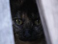 今日のねこさん；2009/09/15