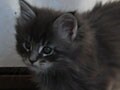 今日のねこさん；2009/09/18