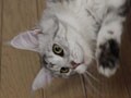 今日のねこさん；2009/09/21