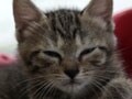 今日のねこさん；2009/09/22