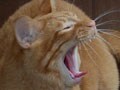 今日のねこさん；2009/09/23