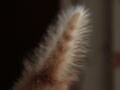 今日のねこさん；2009/09/24