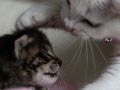 今日のねこさん；2009/09/25