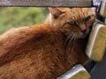 今日のねこさん；2009/10/01