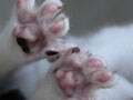 今日のねこさん；2009/10/02