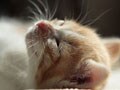 今日のねこさん；2009/10/06