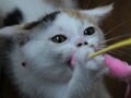 今日のねこさん；2009/10/08