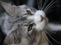 今日のねこさん；2009/10/09