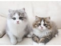 猫の毛色図鑑【柄,色,模様の写真】