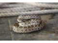 ヒバカリの特徴と飼育方法…普通のヘビとの違いとは？