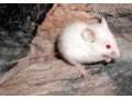 ハツカネズミの繁殖方法！餌用マウスを飼育・繁殖させるポイント