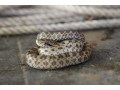 爬虫類のハンドリング正しい方法……蛇・カメレオンなど
