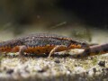アカハライモリの飼育方法・繁殖・水槽レイアウト