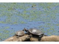 ヌマガメ科の亀を42種類紹介！アメリカ大陸に生息する水生ガメたち