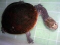 パーカーナガクビガメの基本情報と飼育方法……温度や餌は？