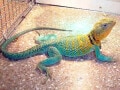 トウブクビワトカゲ"Aqua Flame"……基本情報と飼育方法
