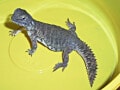 サバクトゲオアガマの基本情報と飼育方法……中型乾燥系トカゲ！