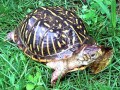 ニシキハコガメの基本情報と飼育方法……床材や温度はどうする？