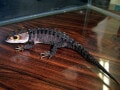 アカメカブトトカゲは非常にかっこいいトカゲ！ 基本情報と飼育方法