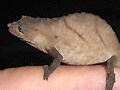 スペクトラルコノハカメレオン