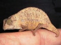 ヒゲコノハカメレオンの基本情報……餌などの飼育に必要な知識は？