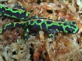 マダライモリ！両生類・有尾類の基本知識と飼育方法