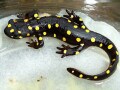 ストラウヒツエイモリの基本情報と飼育方法…鮮やかな見た目が特徴！