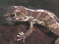 ヒガシアフリカトカゲモドキ