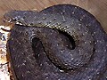 モンペリエヘビ