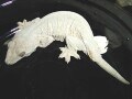 ツギオミカドヤモリの基本情報と飼育方法……世界最大、最重量！