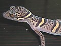 ゴマバラトカゲモドキ