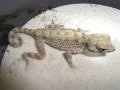 カータートゲオヤモリ！爬虫類・ヤモリの基本情報と飼育方法