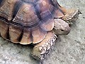 ケヅメリクガメ