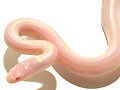 "ルビーアイラベンダー"カリキン