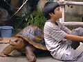 映画『小さき勇者たち～ガメラ』