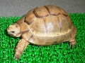 アラブギリシャリクガメの基本情報と飼育方法…シンプルな外見が人気
