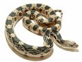 ノーザンパインスネークの基本情報と飼育方法！