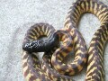 ズグロパイソンの基本情報と飼育方法……ちょっと変わったパイソン！