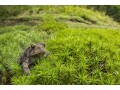 地表性ガエルを24種類紹介……比較的丈夫で飼育しやすい！
