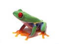 アカメアマガエルの基本情報と飼育方法……目が赤く美しいカエル！