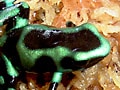 マダラヤドクガエル