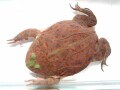 マルメタピオカガエルは癒し系な見た目⁉ 基本情報と飼育方法