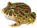 ベルツノガエルは飼育しやすい地表性カエル……基本情報と飼育方法