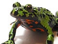 チョウセンスズガエル